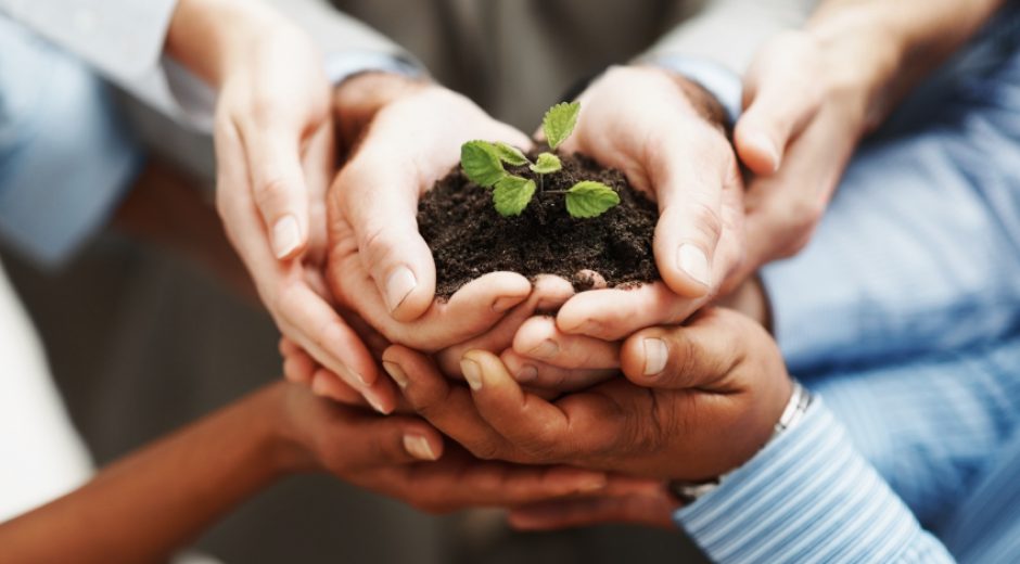 Business development - Closeup of hands holding seedling in a group